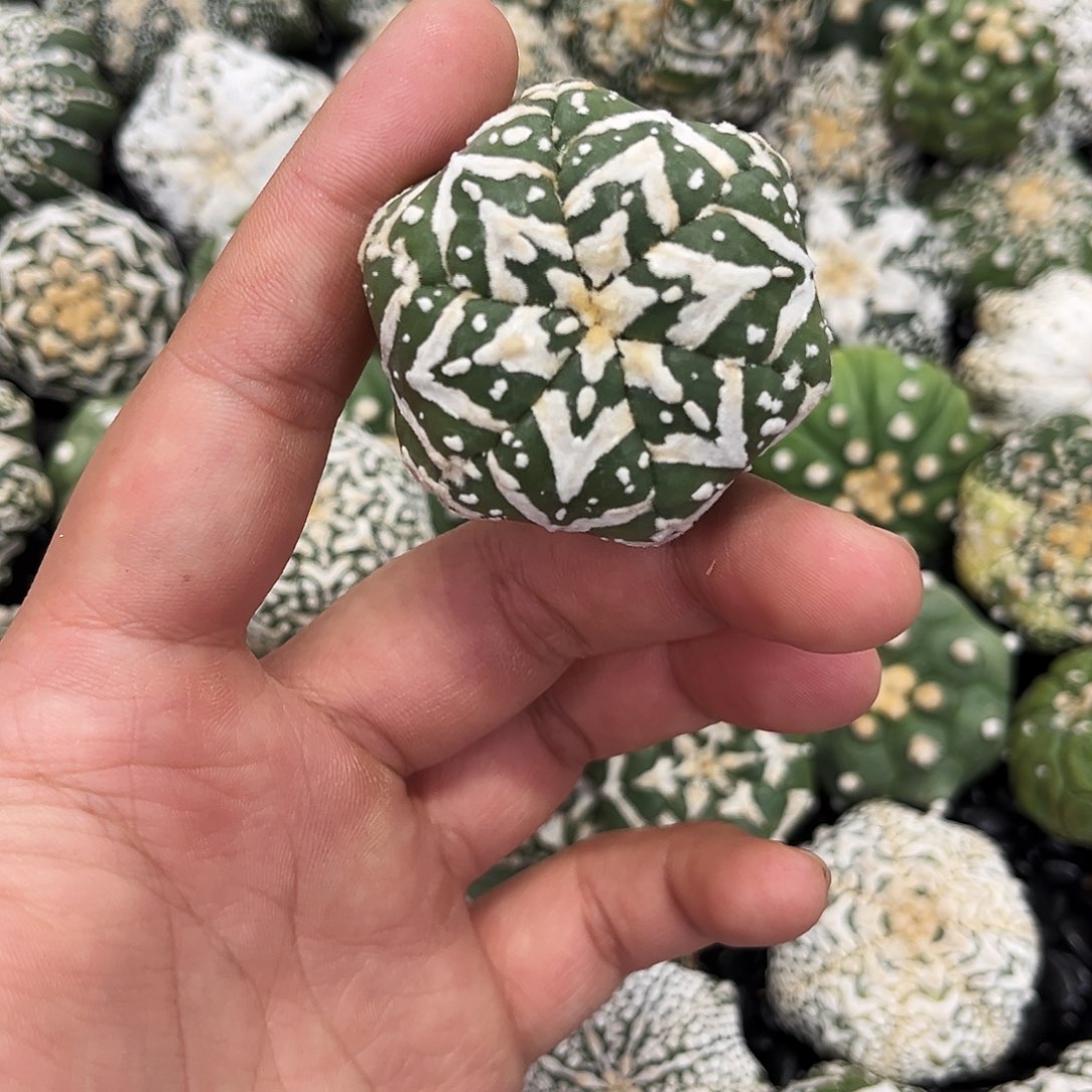 哈哈哈哈哈哈哈ｖ兜兜