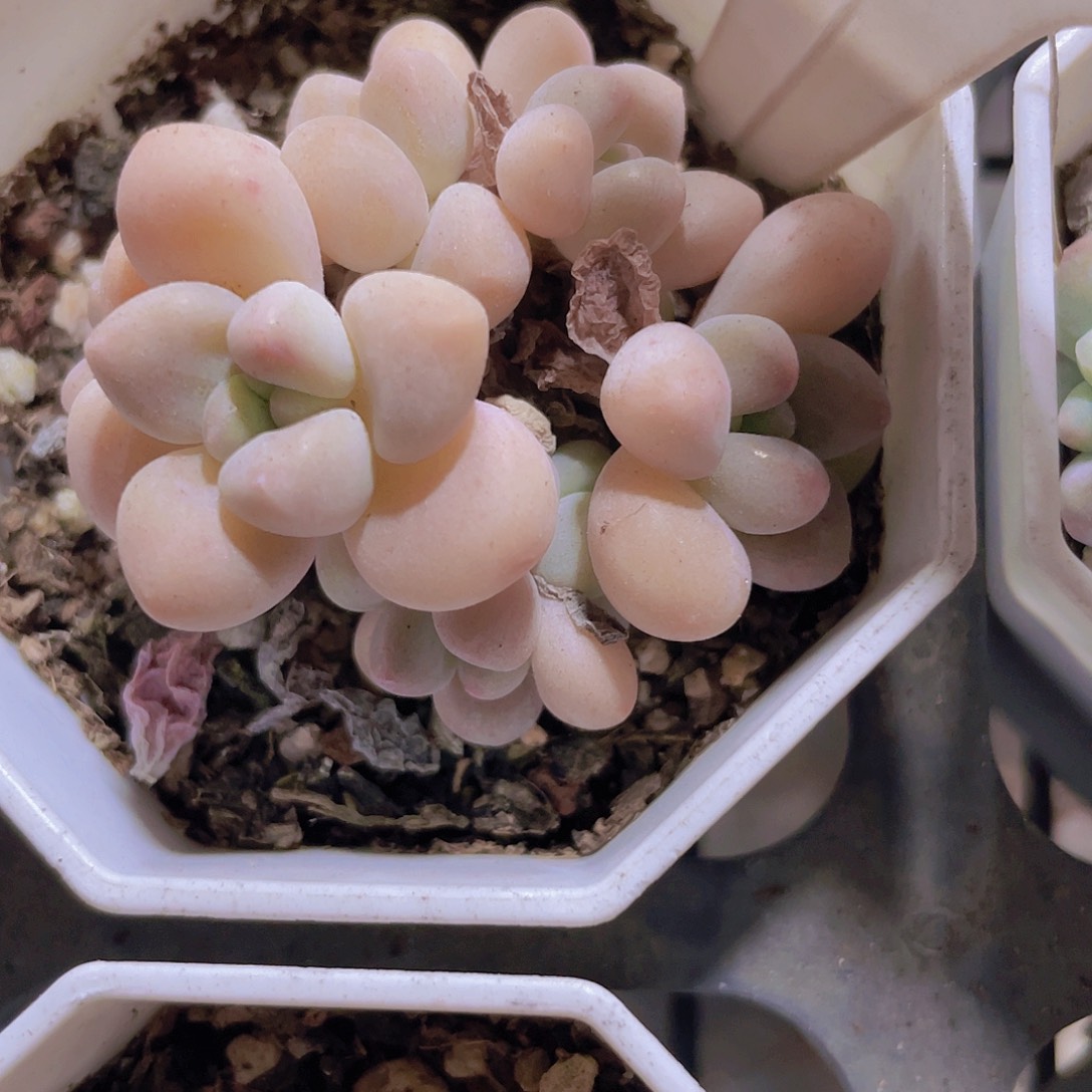 奶酪蛋糕a024一物一拍