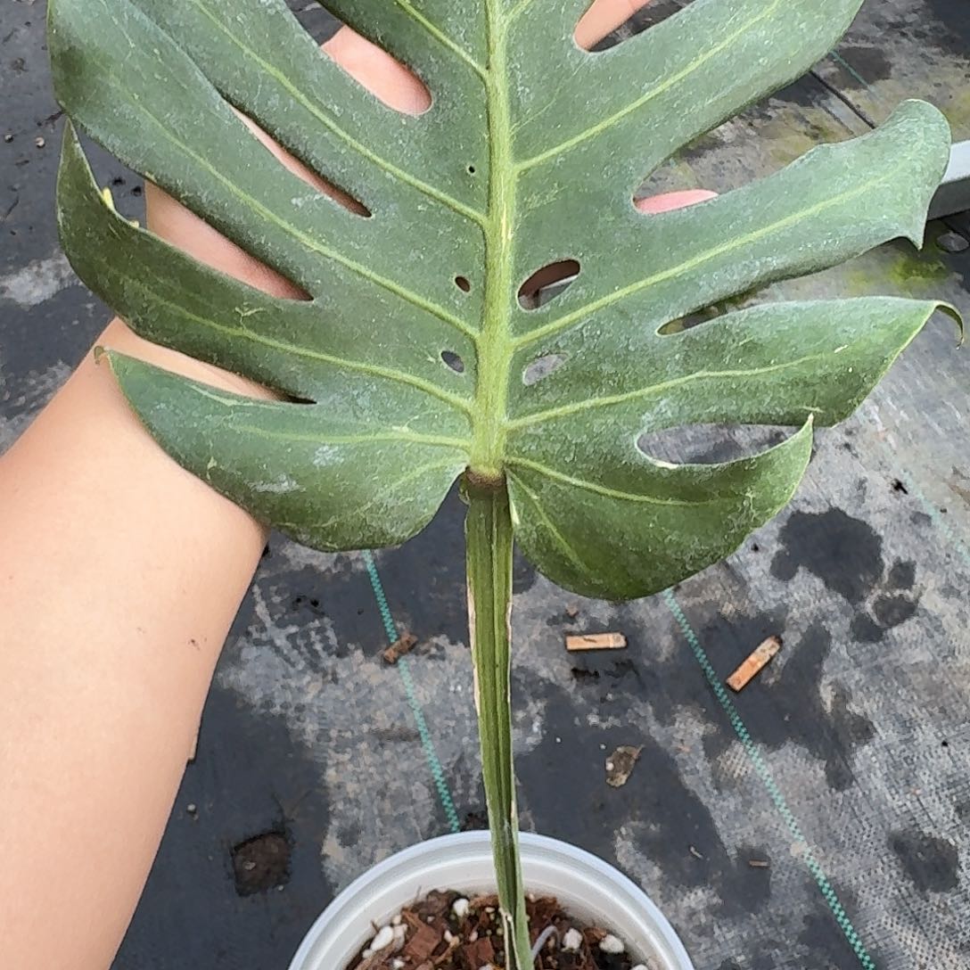 G***9无花朵芝士霹雳A1