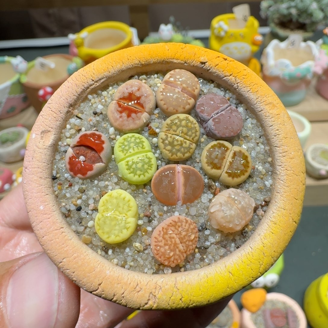 红陶蘑菇644彩拼