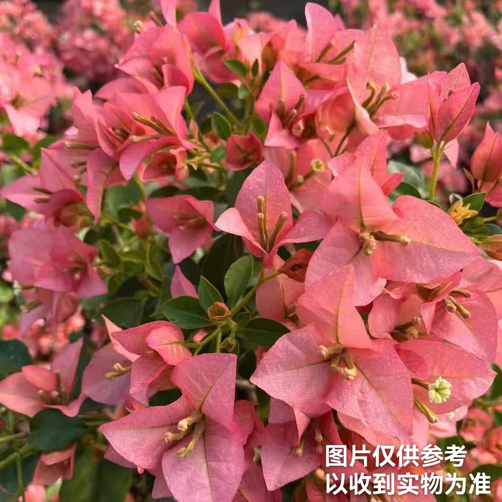 【卡亚塔】三角梅四季开花勤花品种阳台庭院基地直发