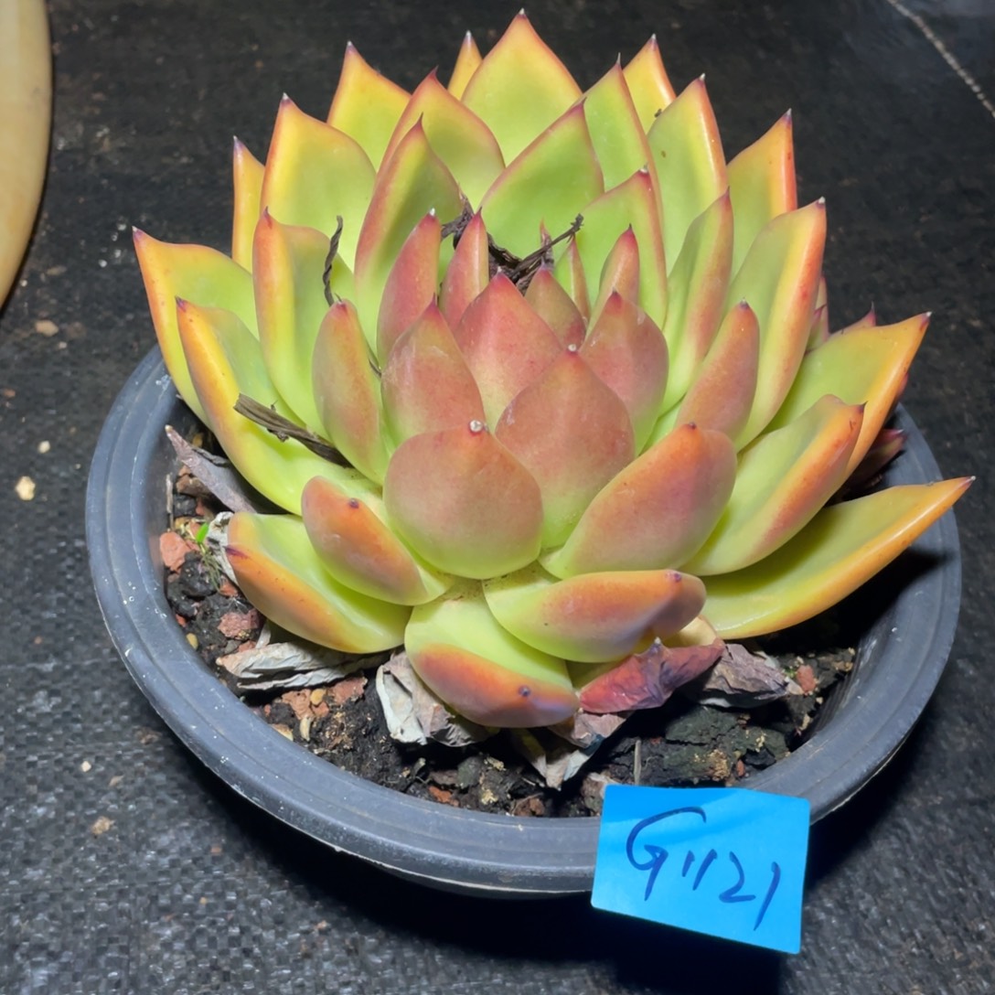 多肉植物多肉植物1121