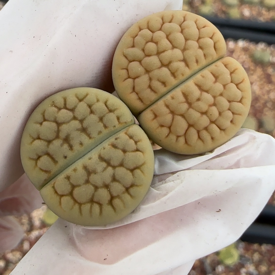 栖****12.4. 黄绿富贵。9114