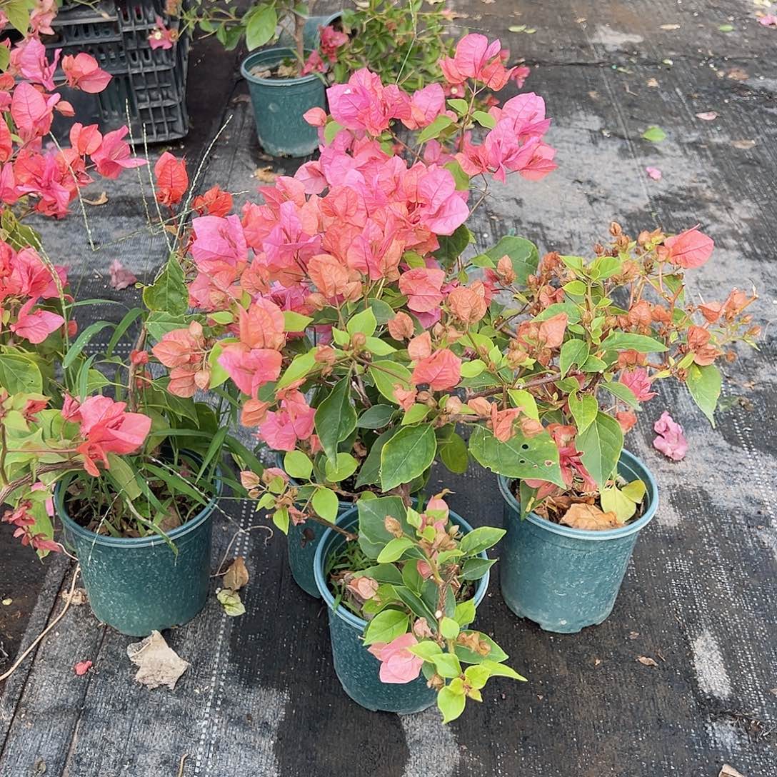 大部分花苞少量开放橙粉公主掌中宝一颗