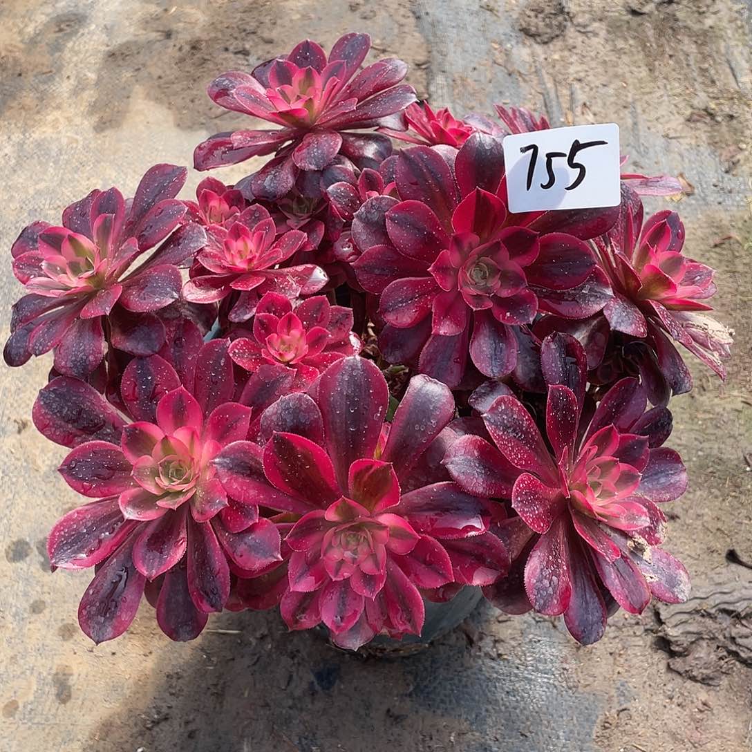 755法师植物美杜莎有断枝