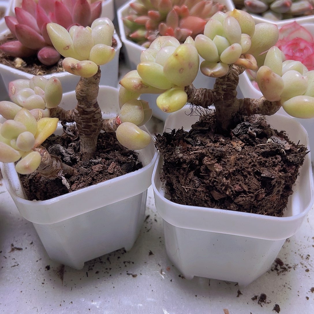 比尔盖茨老桩群19包邮