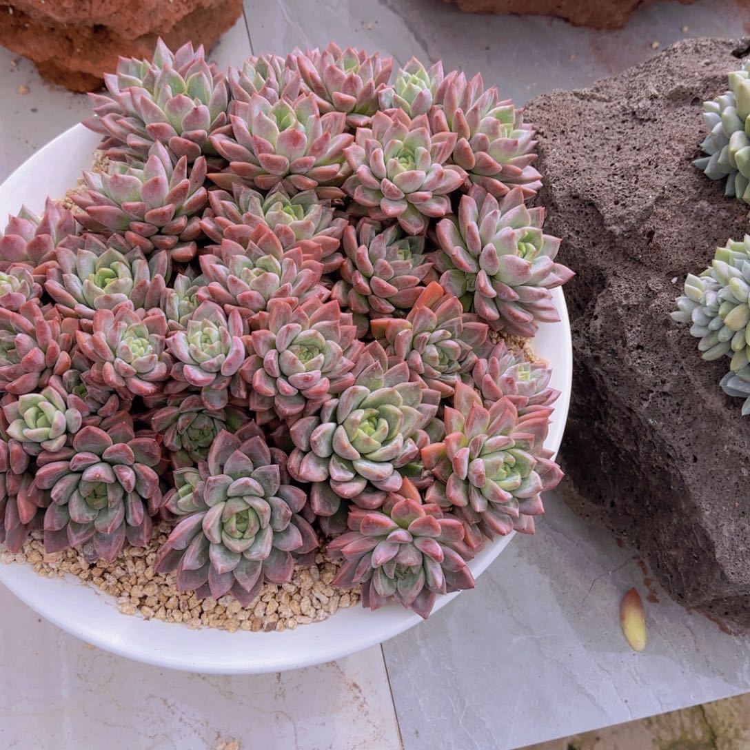 仙***店圣玛利亚多肉植物保护，好