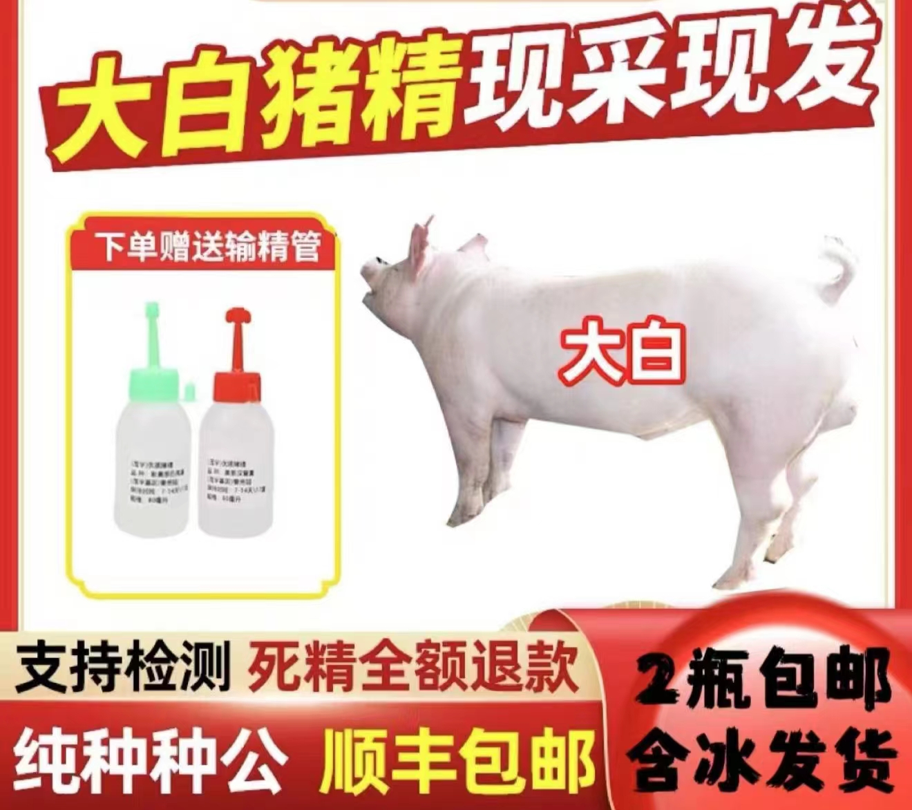 长白大白母猪种公猪猪精包邮包对版生态养殖猪精