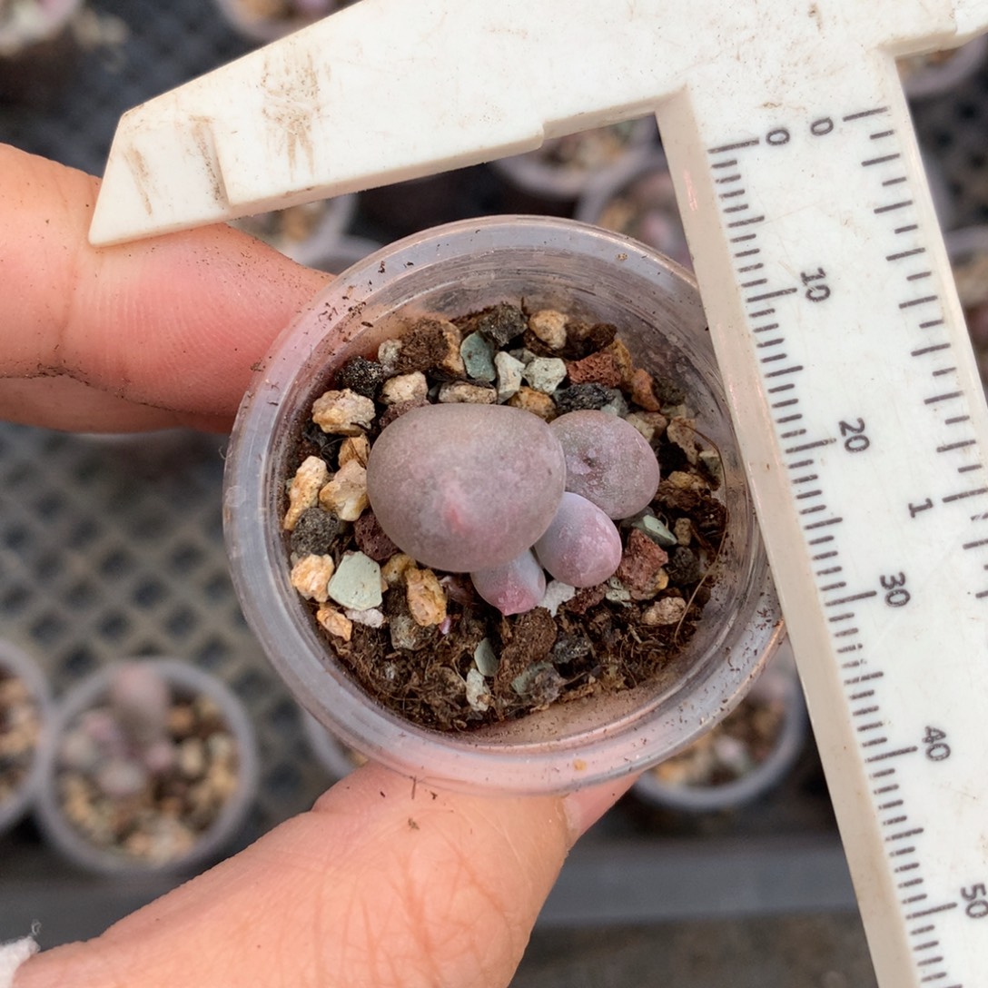 米可奶酪米可奶酪哦