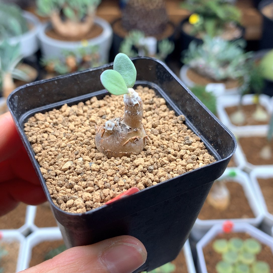 派马厚敦菊带盆多肉