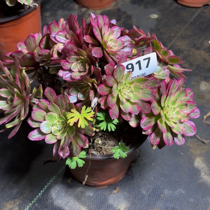 瑞妈，，。。。。917粉美姬，