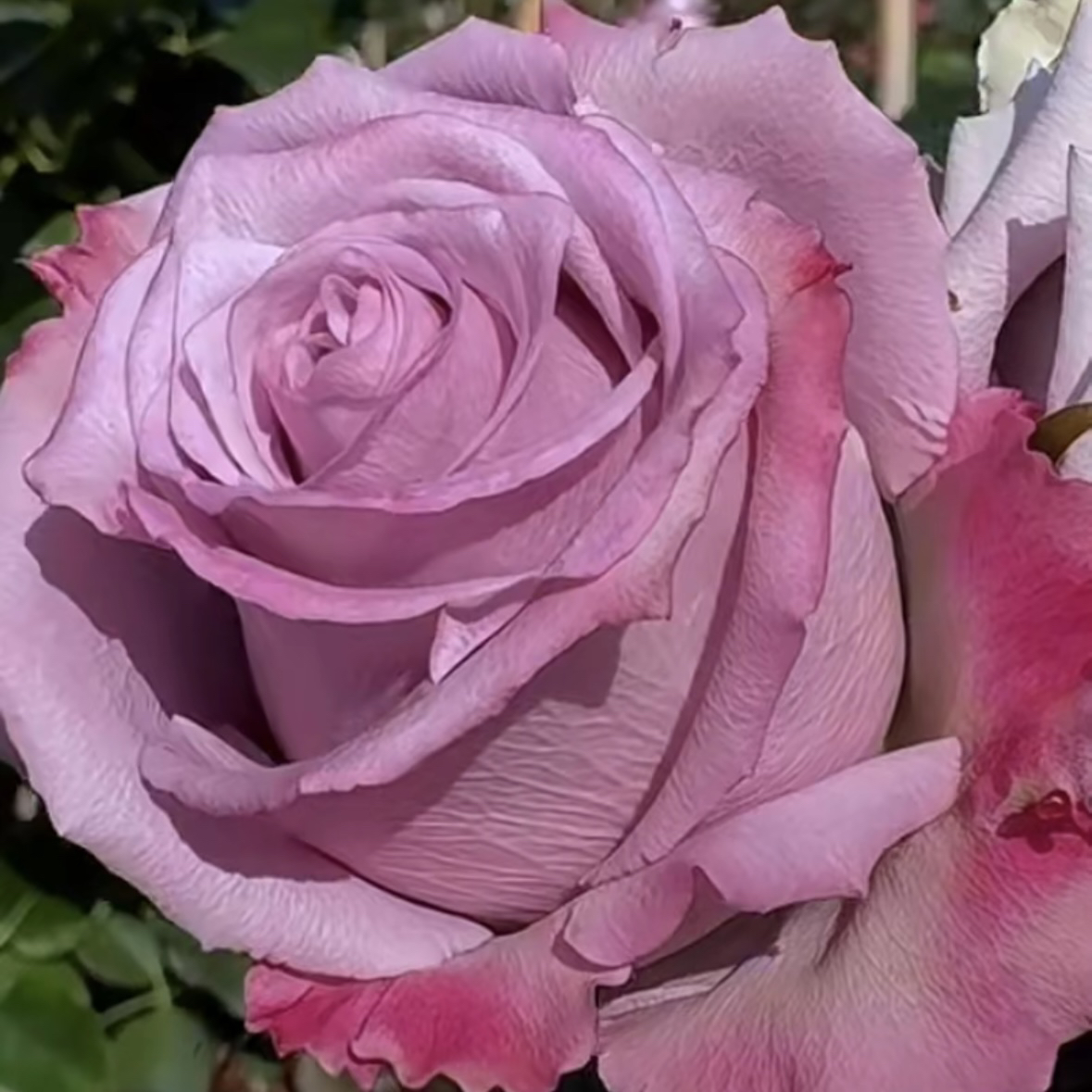 蓝色基因 根接苗 匠人月季 玫瑰花 四季开花阳台盆栽植物