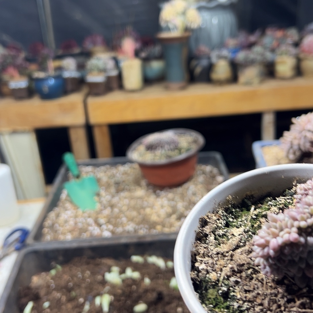 喜***肌多肉植物实物直播实物18