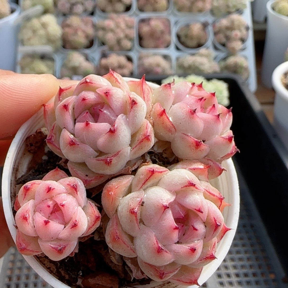 【闪购商品】0213-78粉心包子