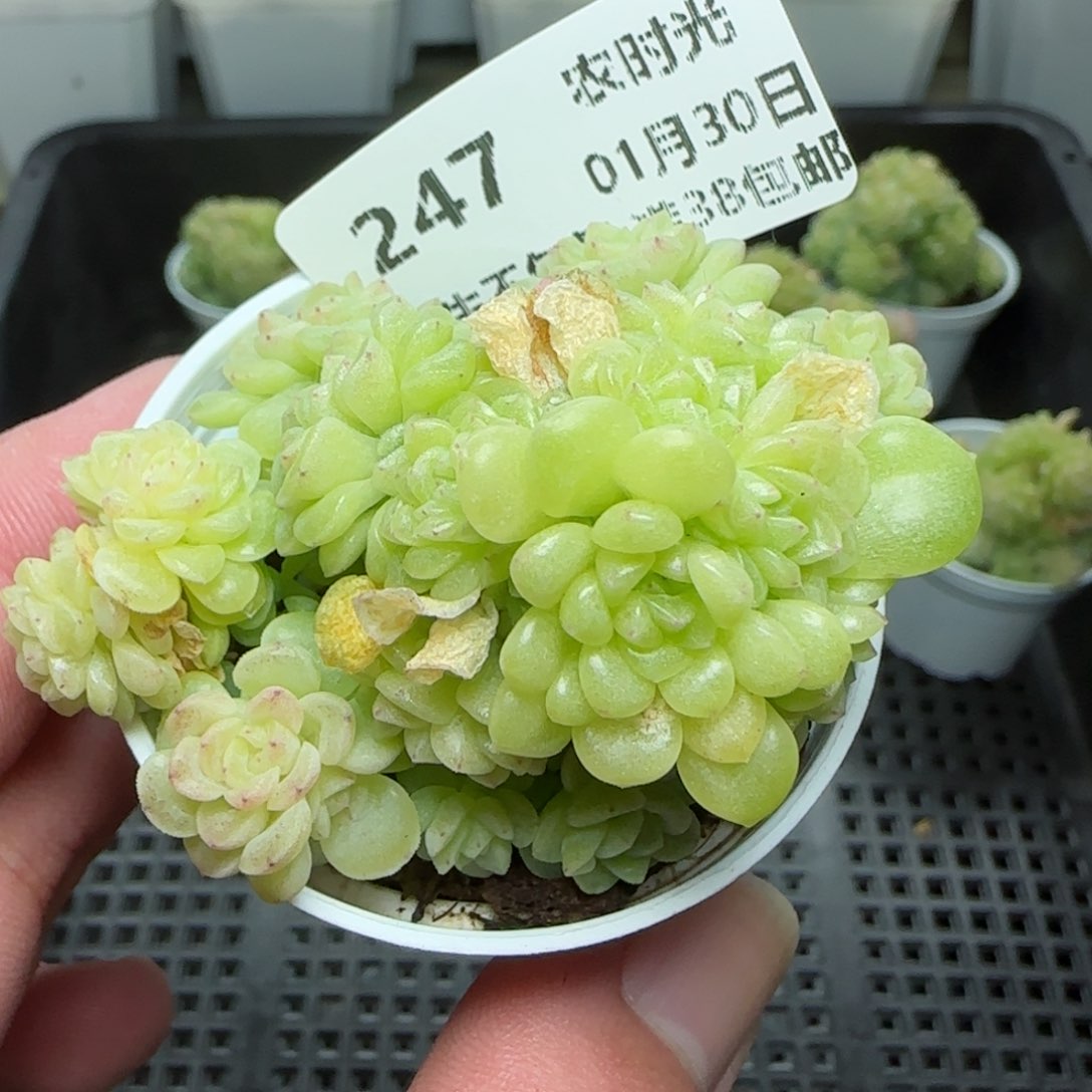 0130-247（TTP-224）