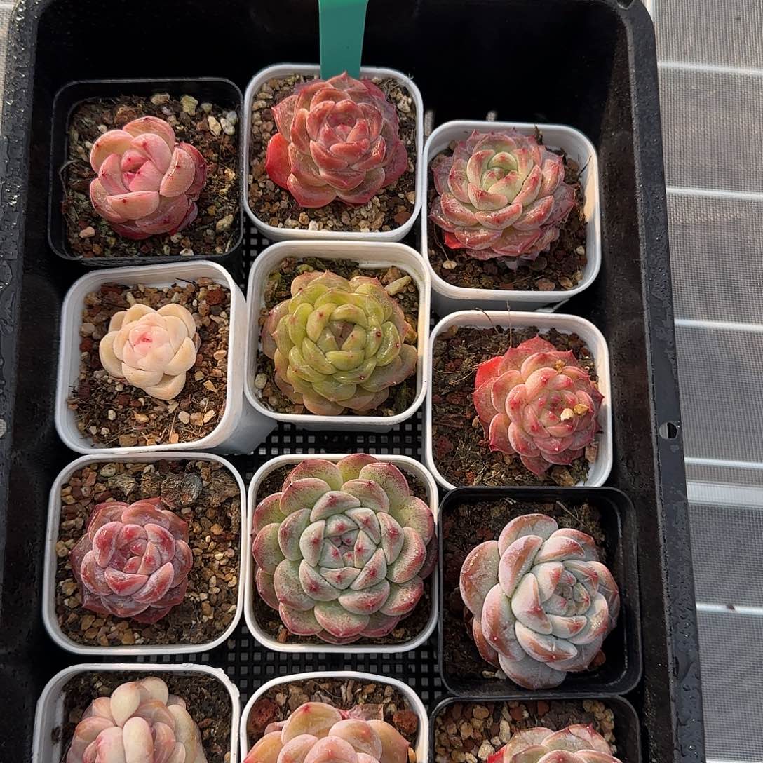 从前慢花园精选0129-29