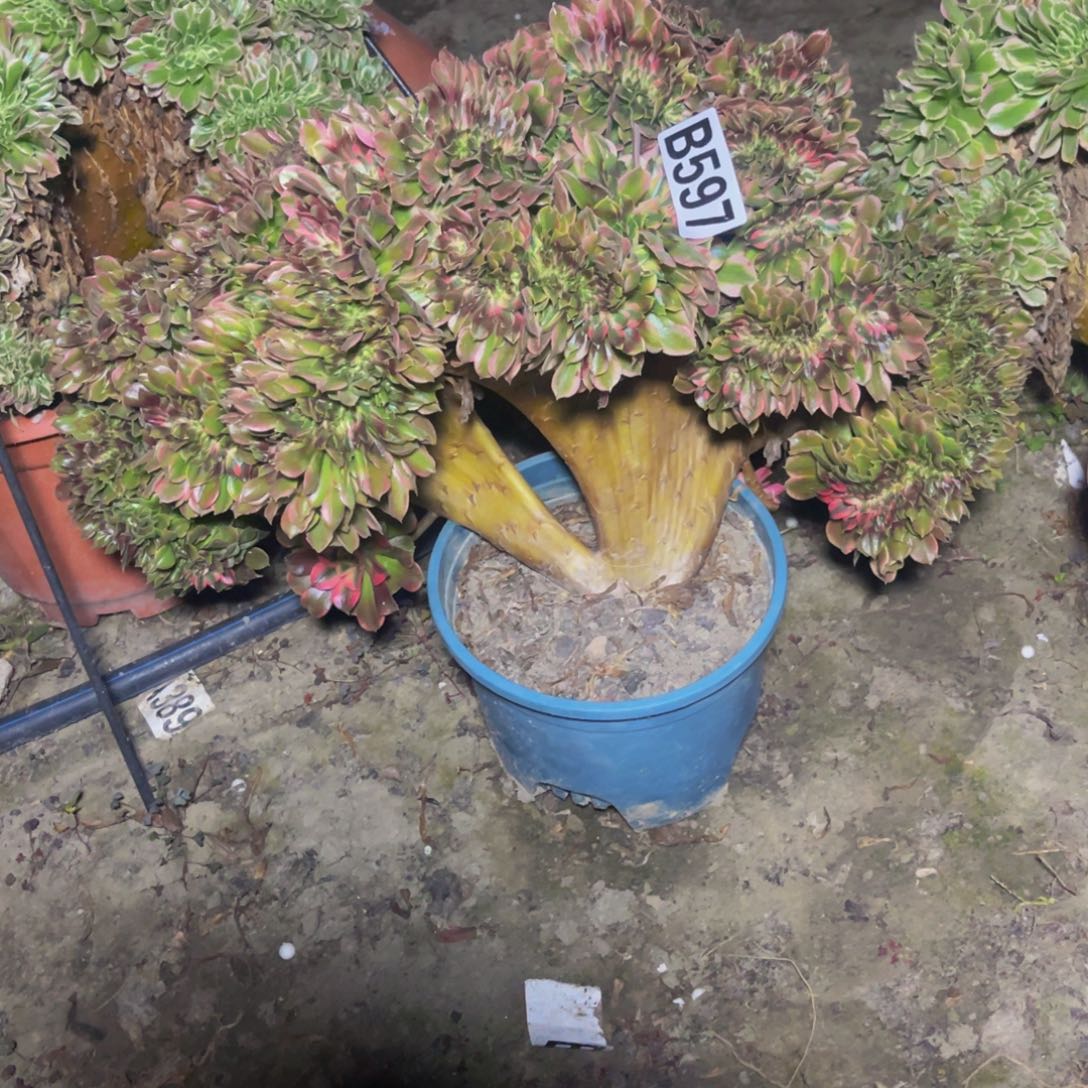 香妃法师26//46包邮