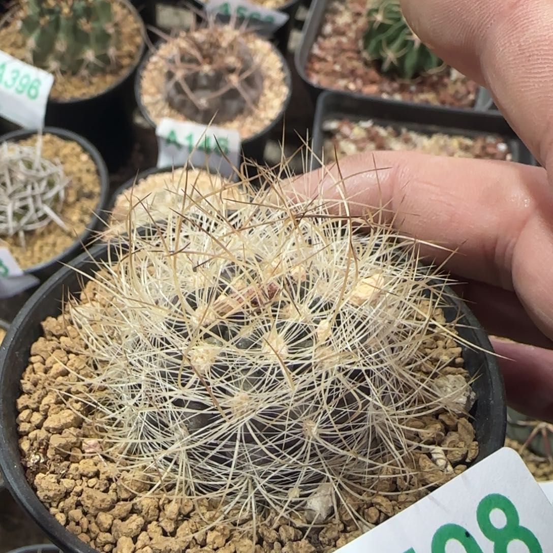 混乱玉 实生仙人球598