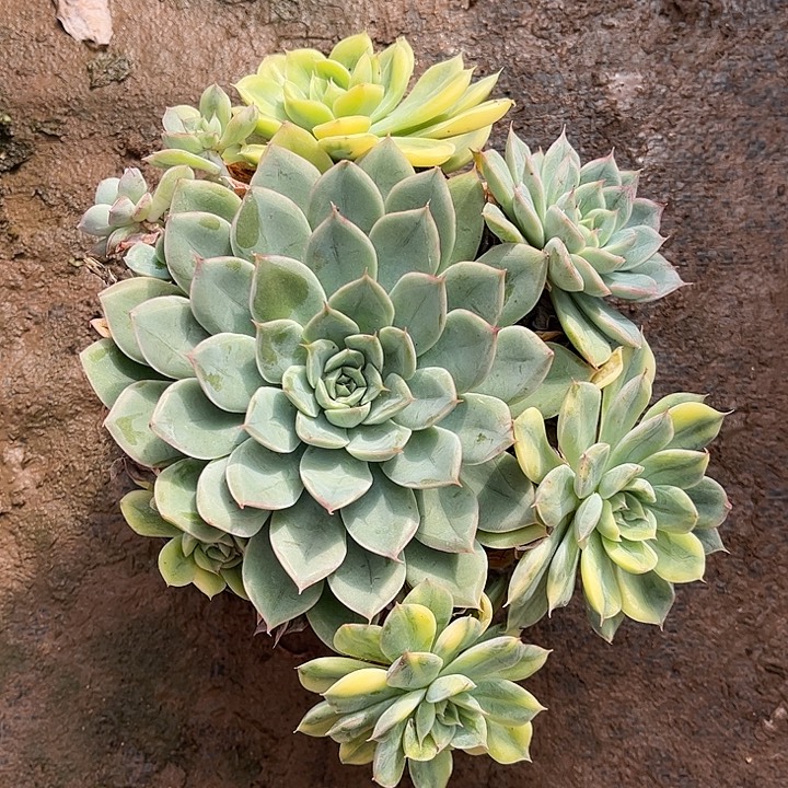 月亮仙子锦，一物一拍