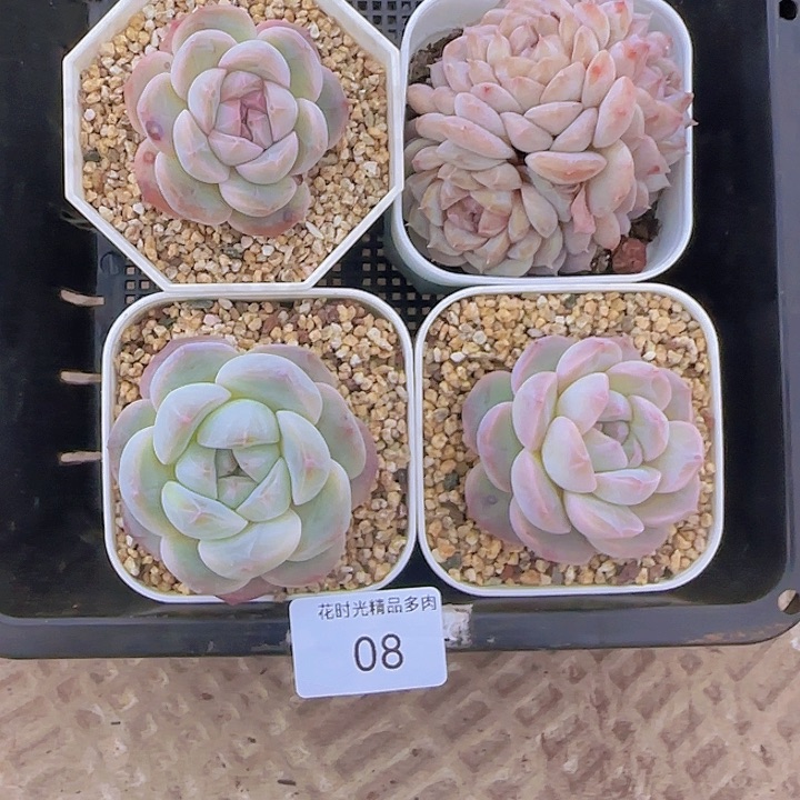 花时光精品多肉08