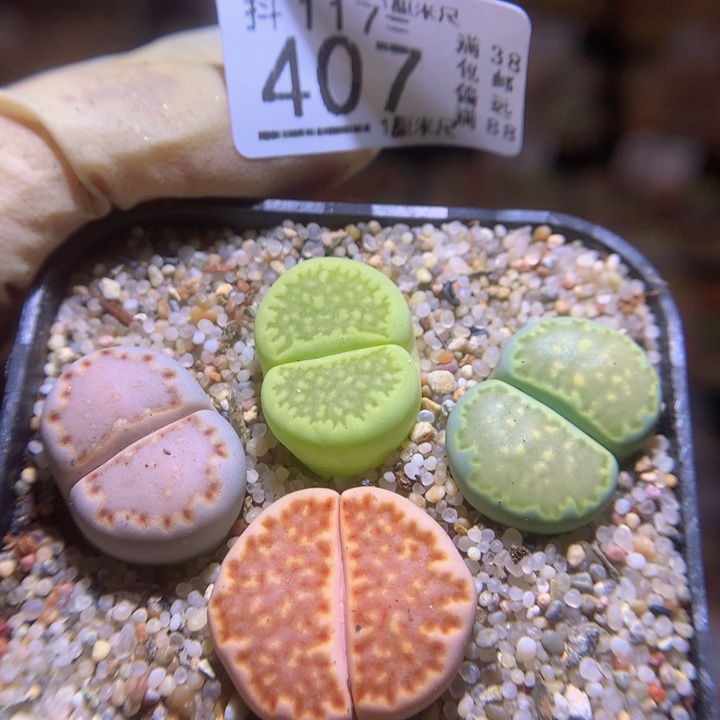 精品生石花117.407