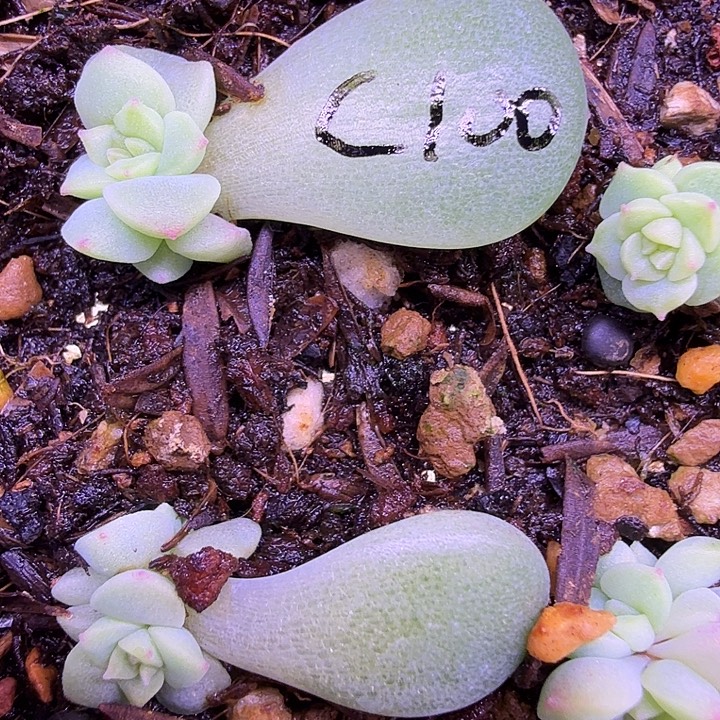 宇***。C100财富密码叶插苗1颗一物一拍