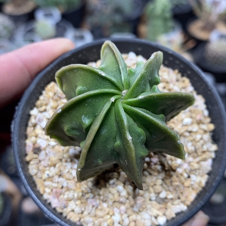 实生核桃鸾凤玉854号4.5cm