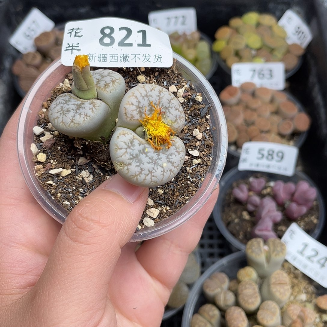 821000000花花花花花花