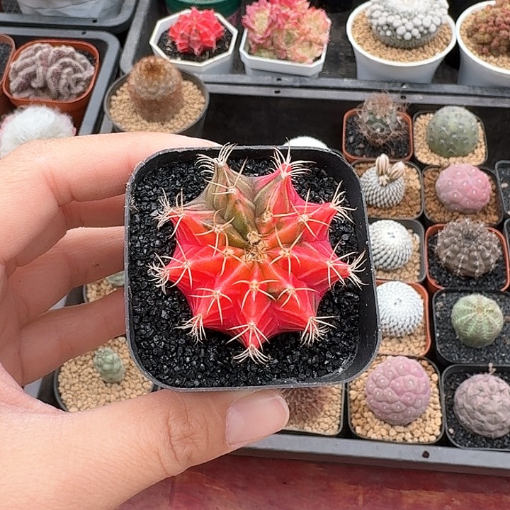 肋骨牡丹锦仙人球123