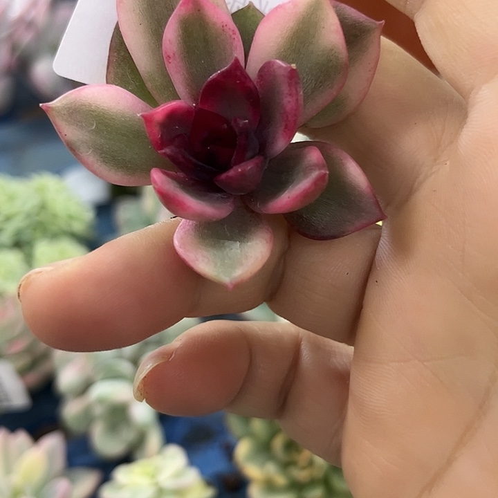 1892火焰山锦炸多肉植物