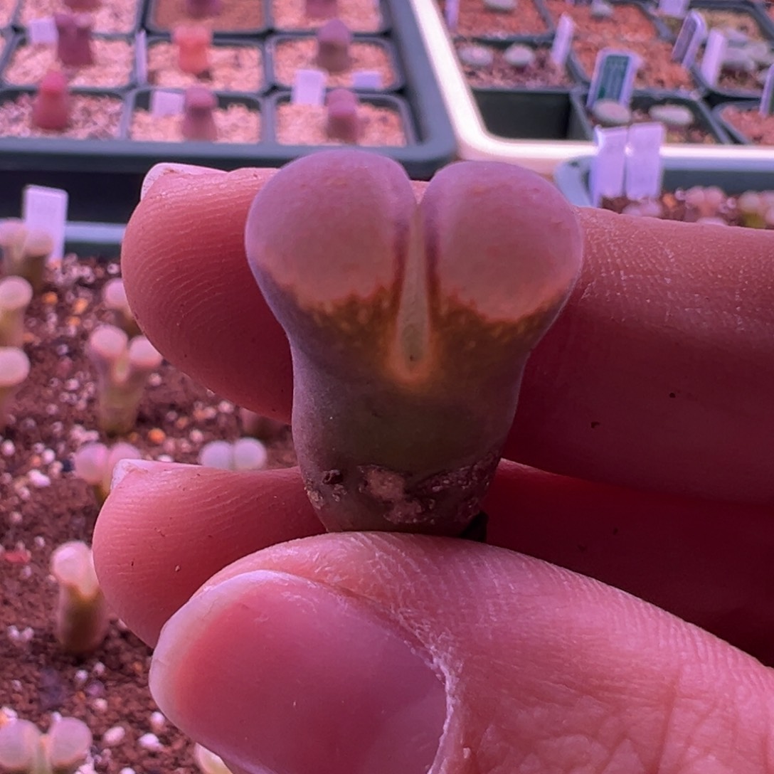 313。青蛙优选1089鲑鱼粉