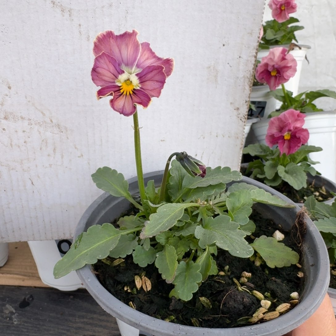 全部花朵632号角堇