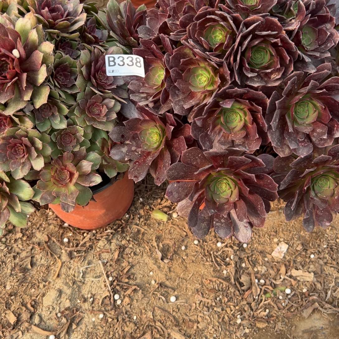 梵***陌338两颗组合多肉植物