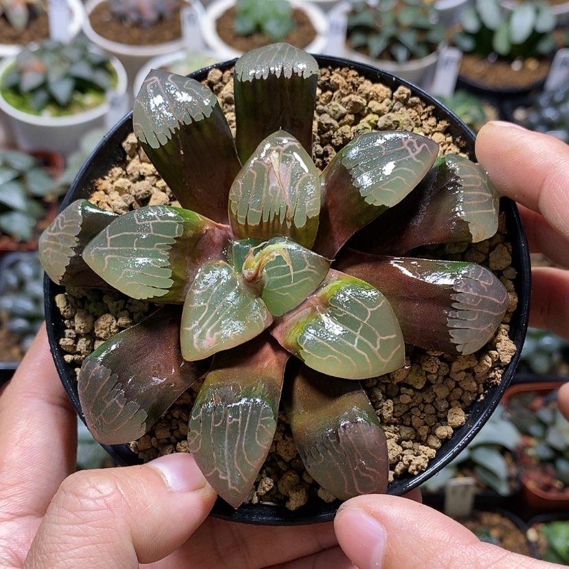 【闪购商品】180实生