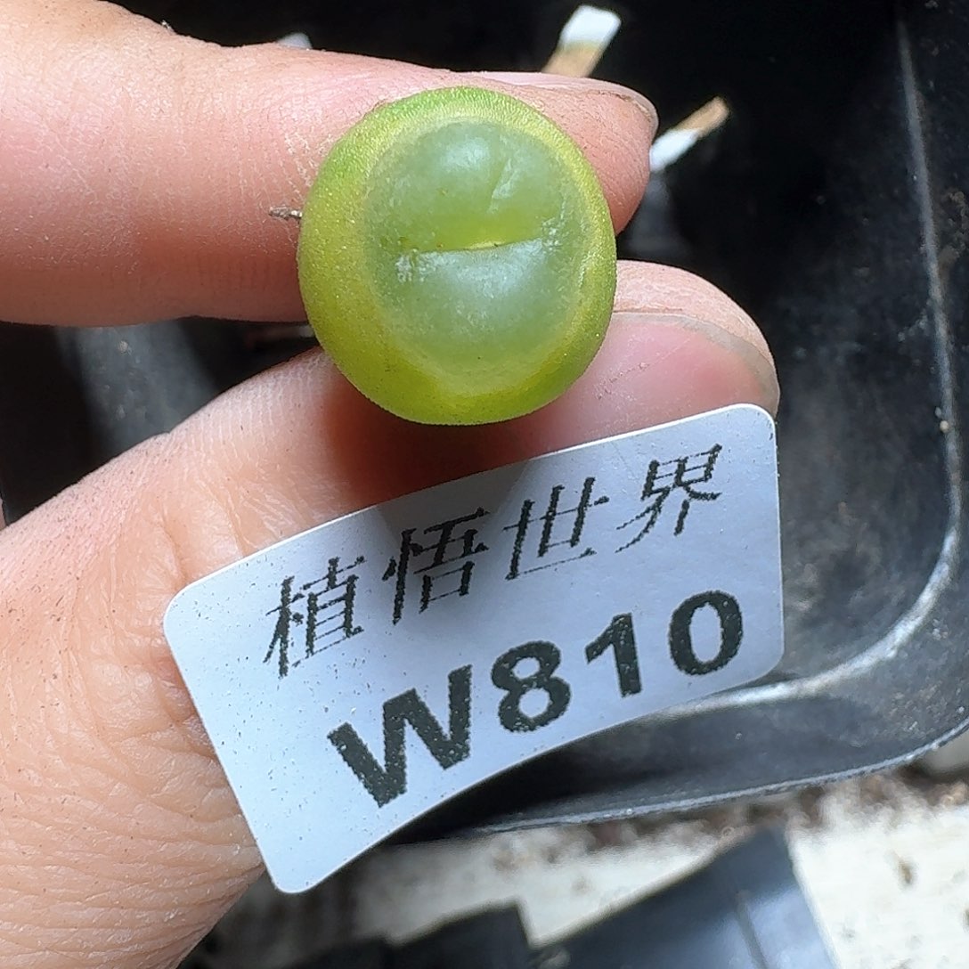 810盒多肉植物哇c
