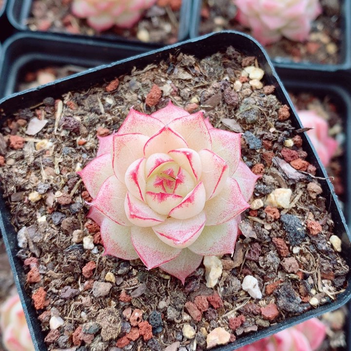 麦秆3.5cm多肉植物