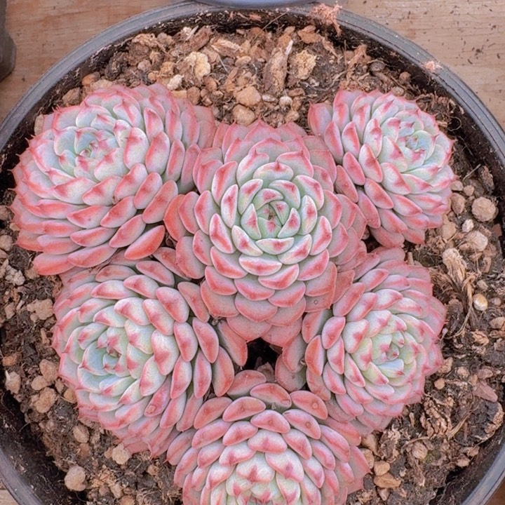 爱心蓝姬莲一物一拍