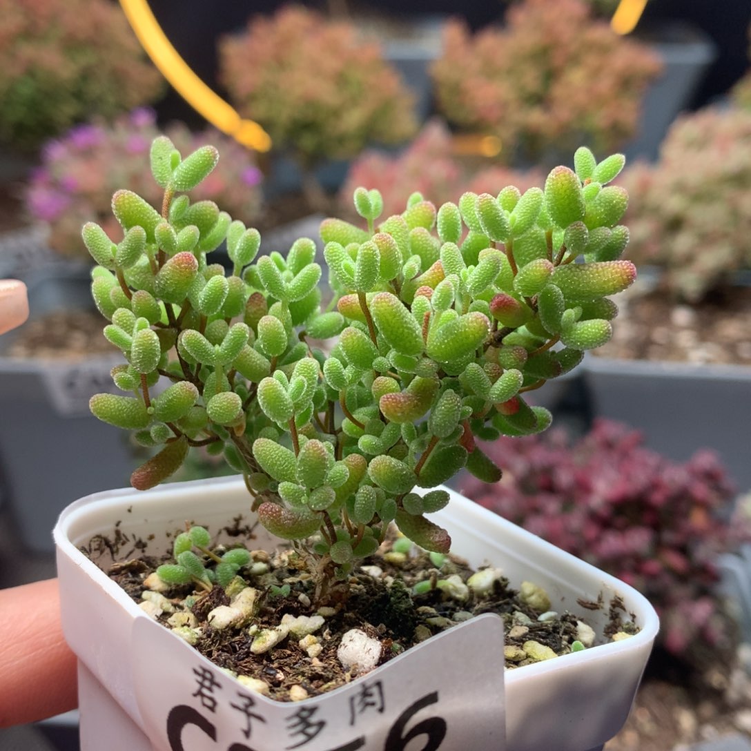 c056蜜橘枝干番杏