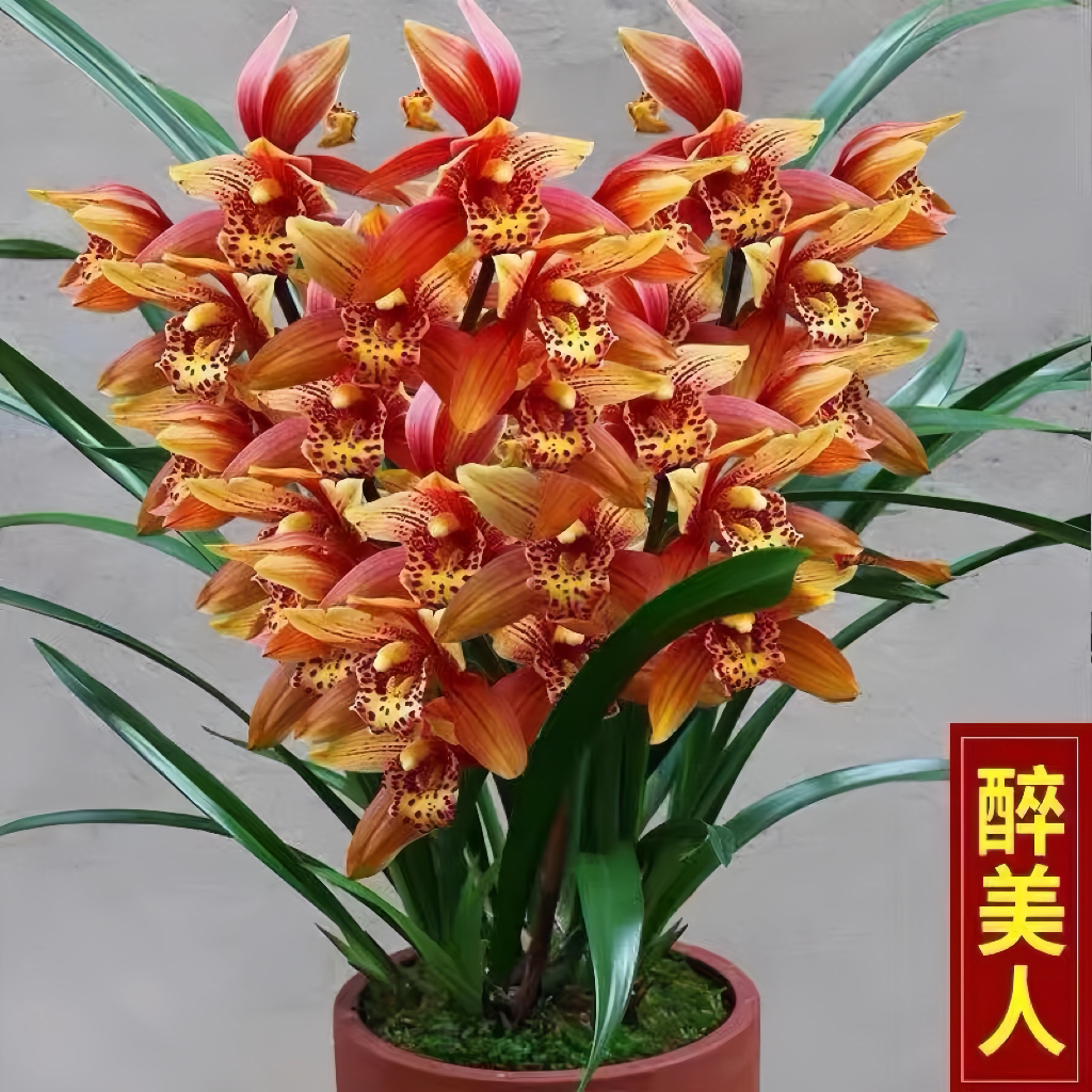 带花剑【醉美人】建兰浓香型花开色艳