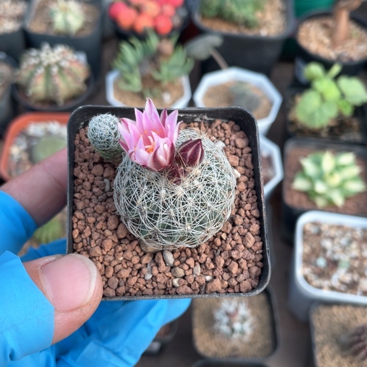 215实生白琥娇丽