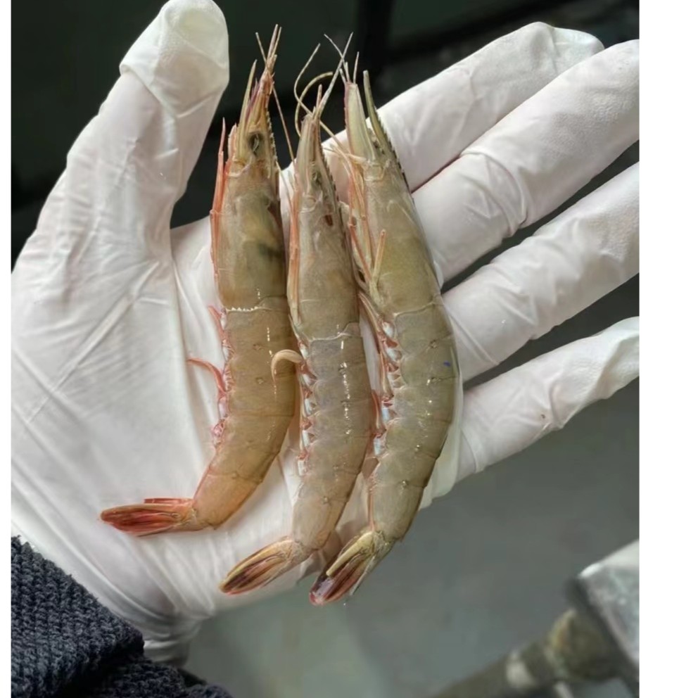 【次虾】东海野生滑皮虾（剥虾仁专用），到手净重5斤 条虾