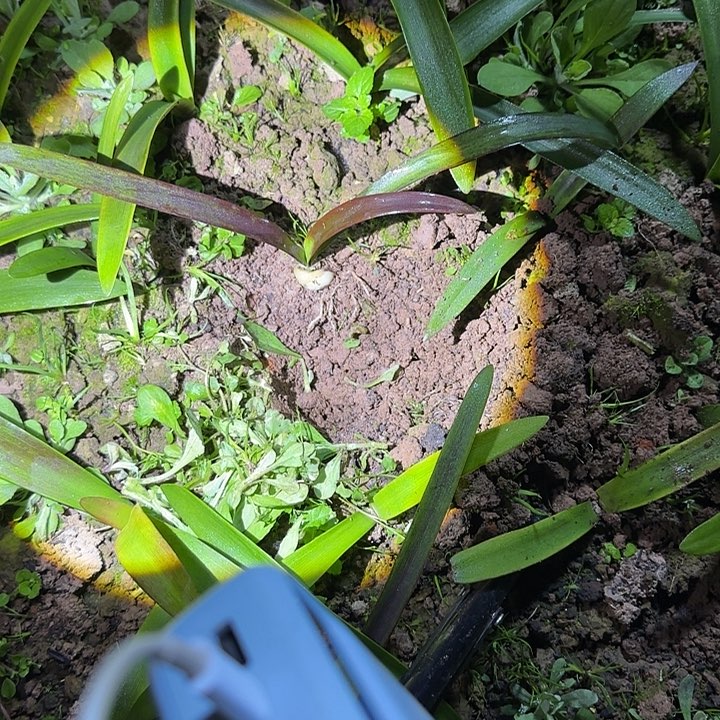 盲盒 2.6厘米 可寄养