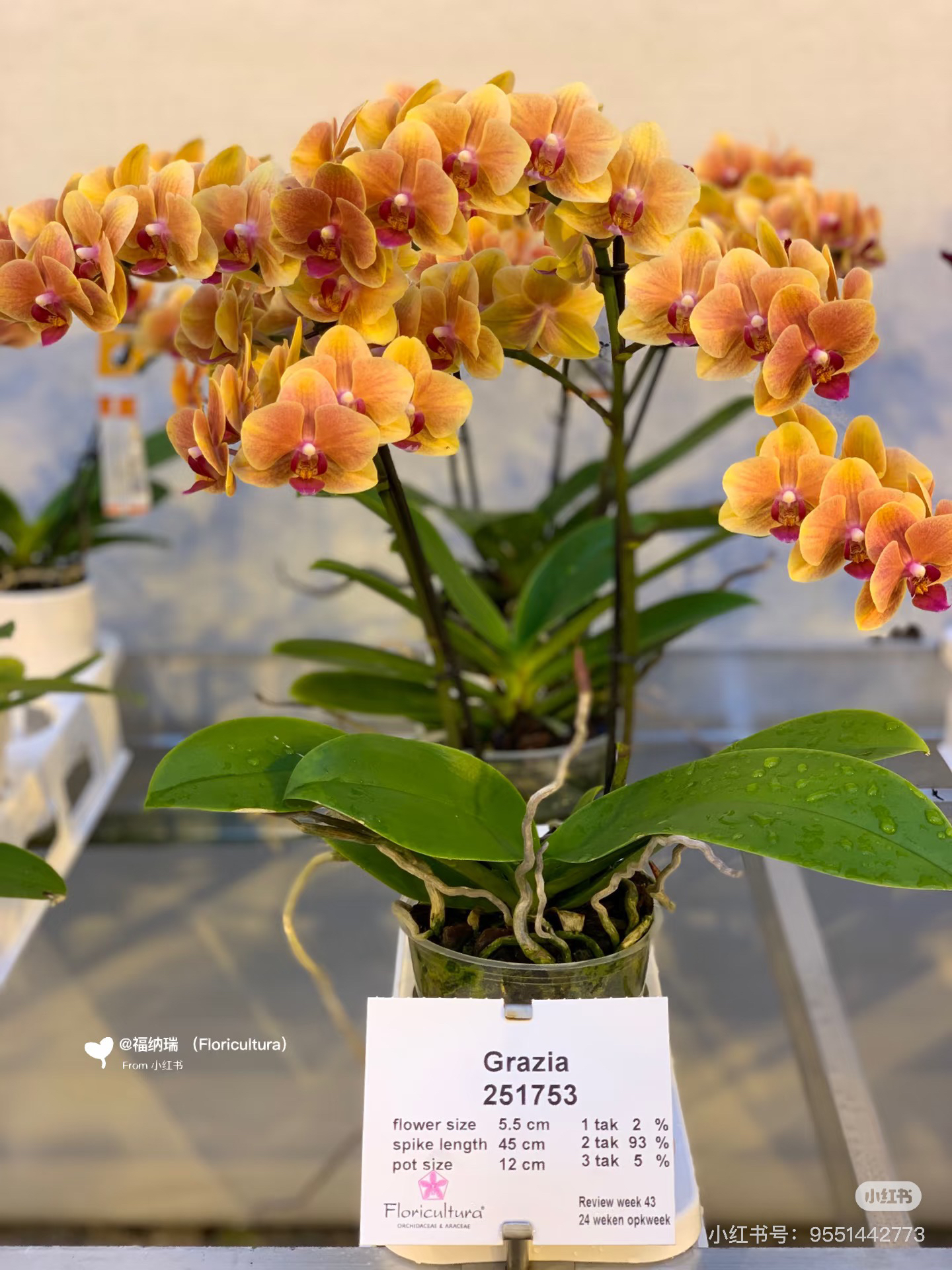 2-3剑《亲爱的》2.8寸，欧品福娜瑞进口苗，蜡质花花期超长