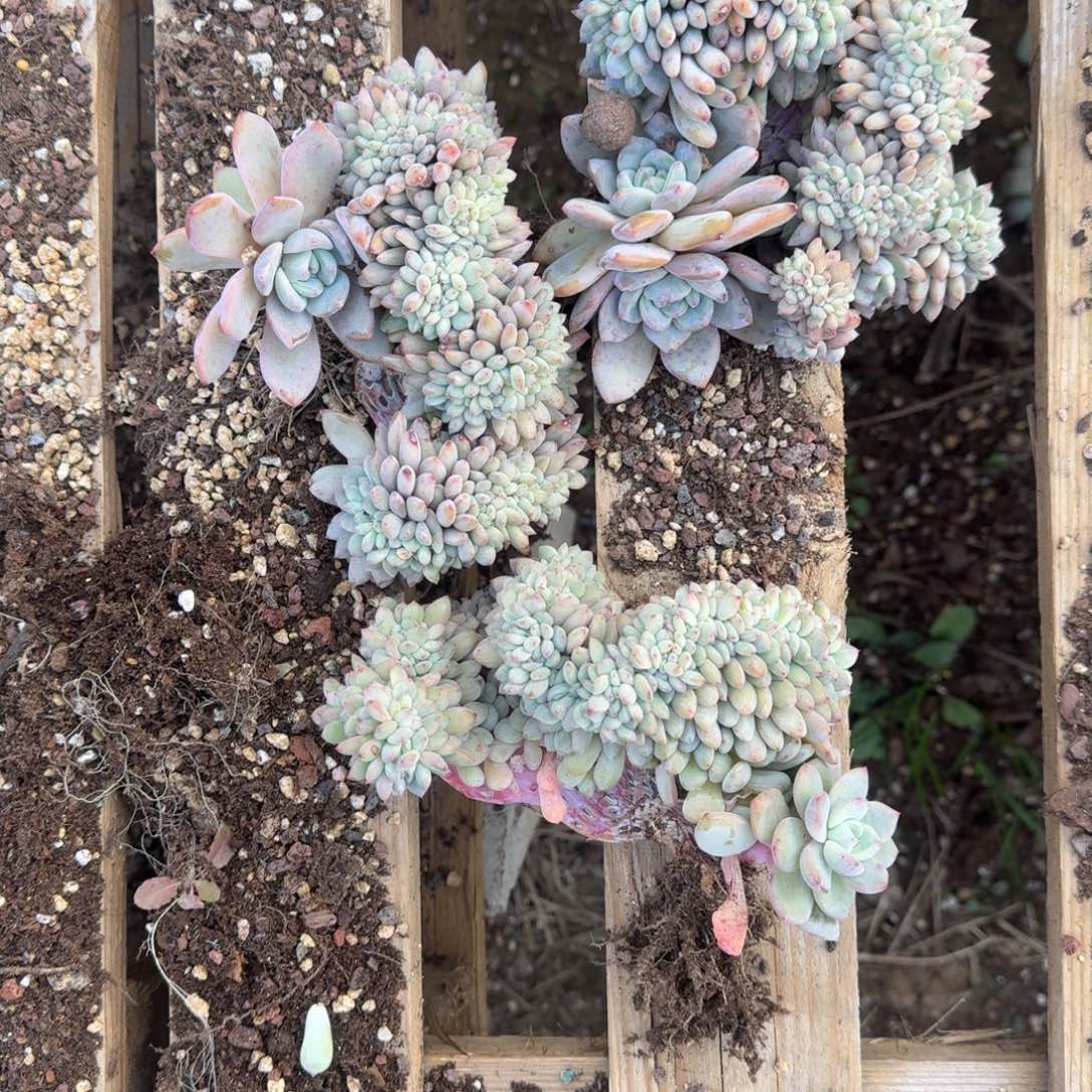 憨***号星影缀化无砍多肉