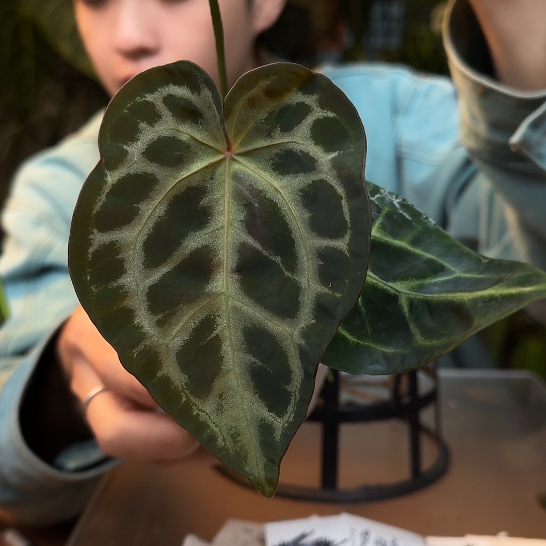 不开花植物L89粉柠檬红杂skg灰