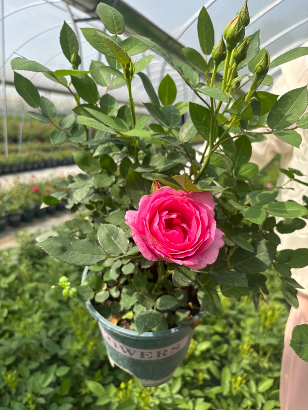 欧月淑女带花苞发货一加仑