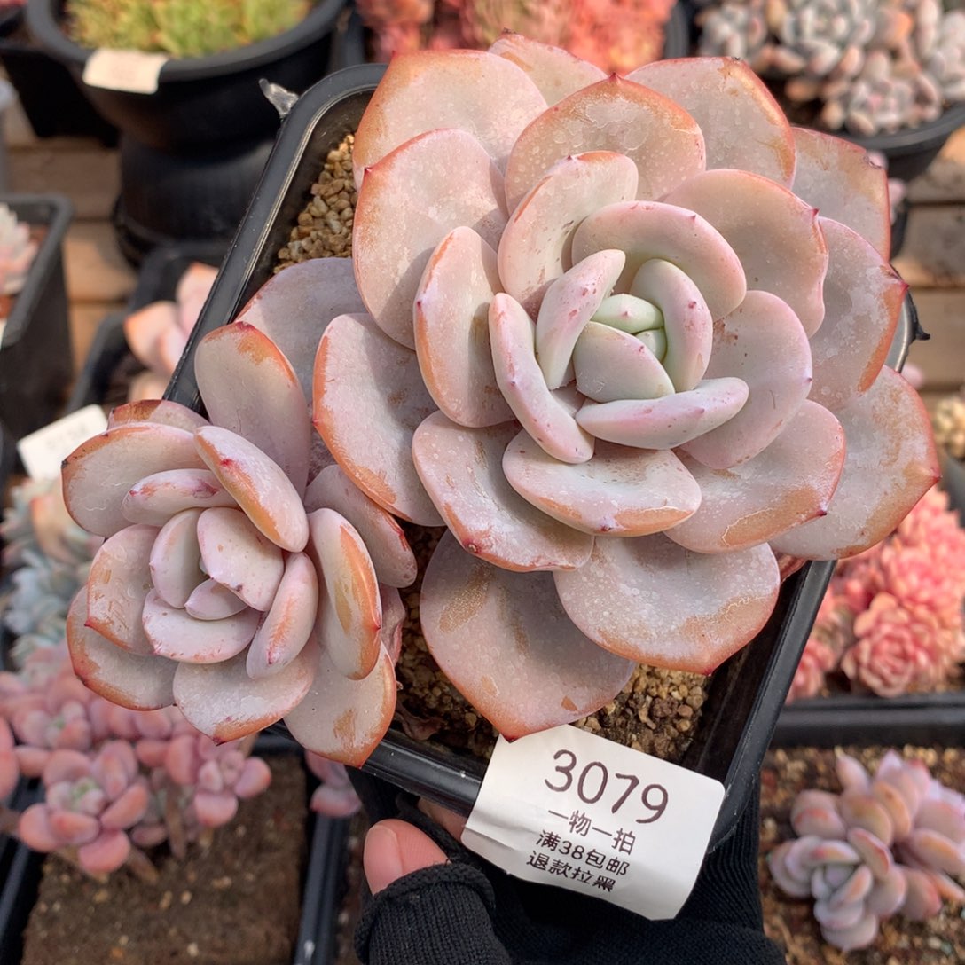 16厘米双头奶茶多肉3079