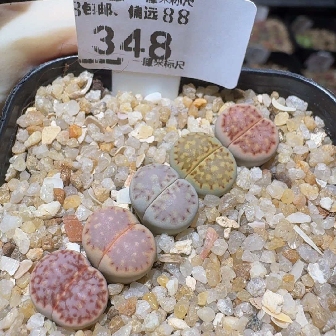 Sssss精品生石花348