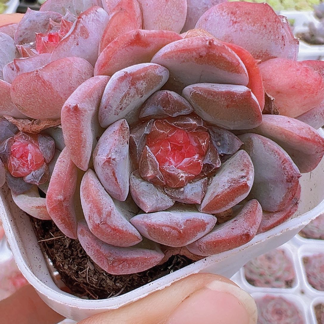 草莓果酱群19包邮多肉