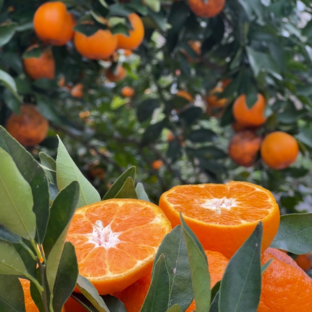 贵州水果务川长脚柑子新鲜椪柑水果橘子现摘现发货包邮